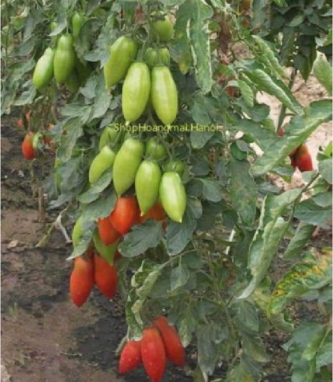 Hạt giống cà chua ngón tay đỏ KS - Gói 30 hạt