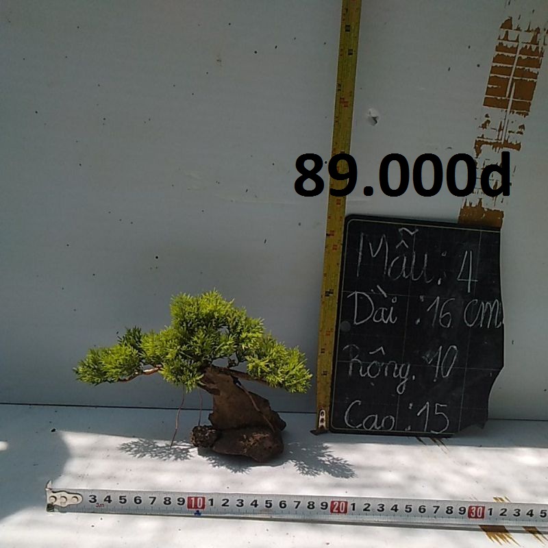 Cây cảnh hồ cá – bonsai bể cá cảnh