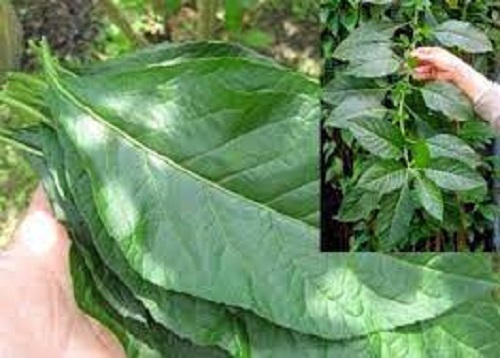 cây giống cây mật gấu (cây lá đắng)