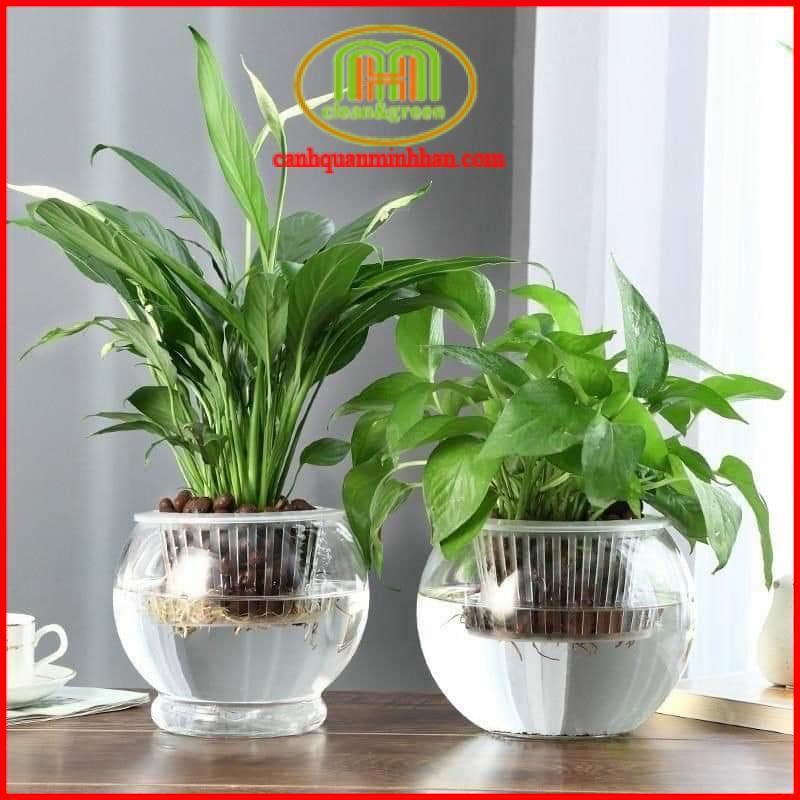 Cây lan ý thủy sinh để bàn kèm chậu nhựa tặng phân nuôi cây thủy canh Minh Hân Garden
