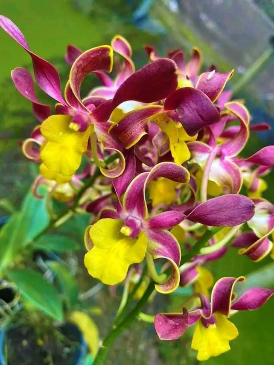HOA LAN NẮNG XÍCH LONG