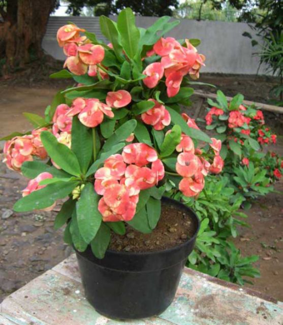 Cây xương rồng bát tiên