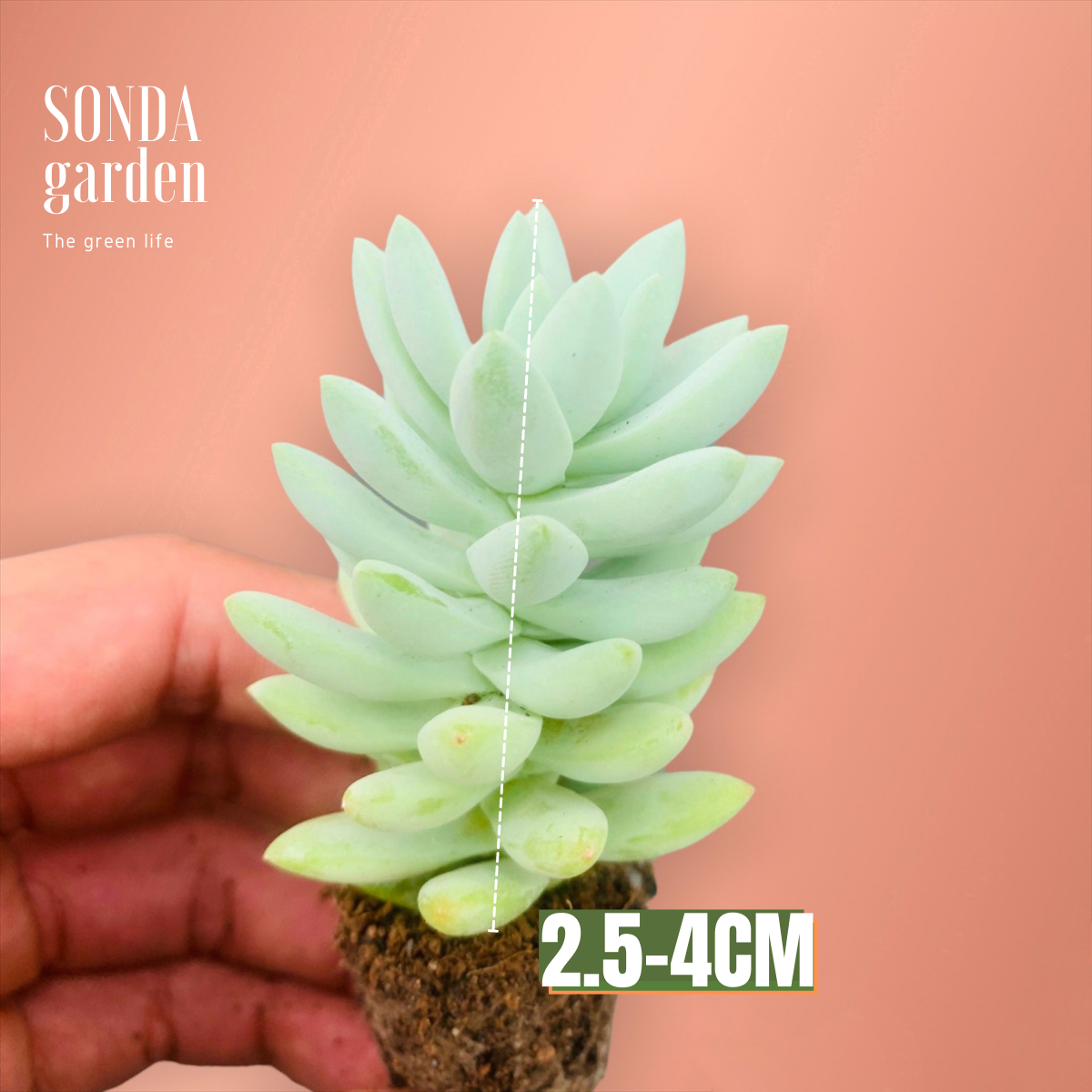 SEN ĐÁ CHUỖI NGỌC LAM SIZE MINI, LỖI 1 ĐỔI 1
