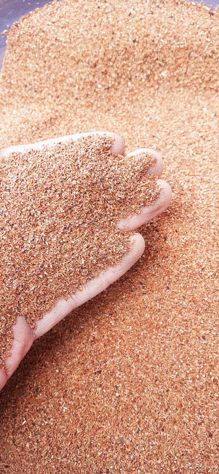 50 gram hạt giống bạch đàn trắng