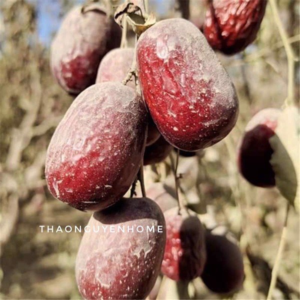 Táo Bụi Nhược Khương