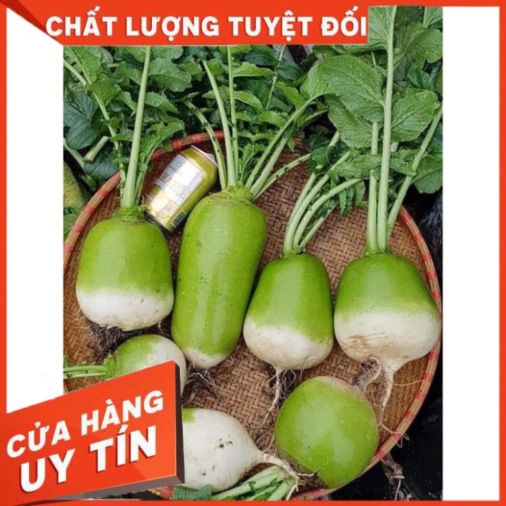CỦ CẢI HÀN QUỐC SIÊU TO KHỔNG LỒ