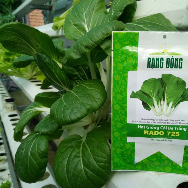 Hạt giống Cải bẹ trắng gói 20gr