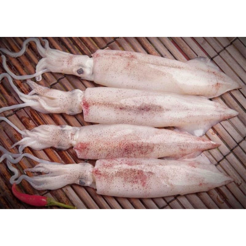 Mực Ống Giòn Size 8 Con - Giao 2H Hỏa Tốc