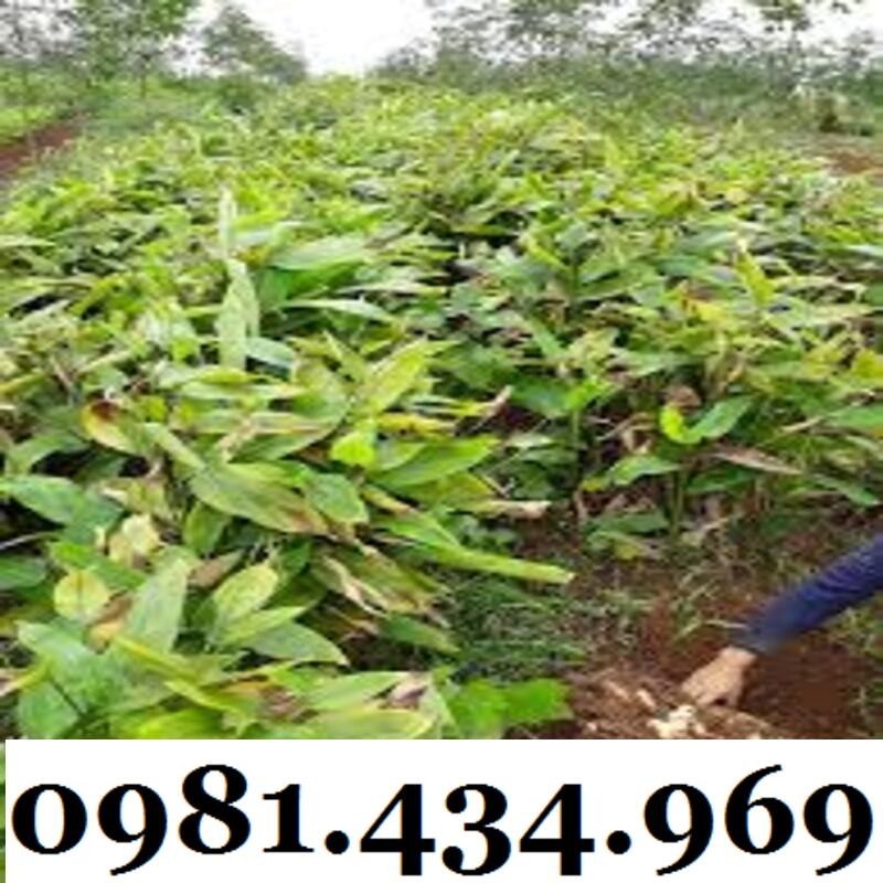 Củ Bình Tinh (Dong Đao, Dong Tróc, Mì Tinh) 01KG Chuẩn Chất
