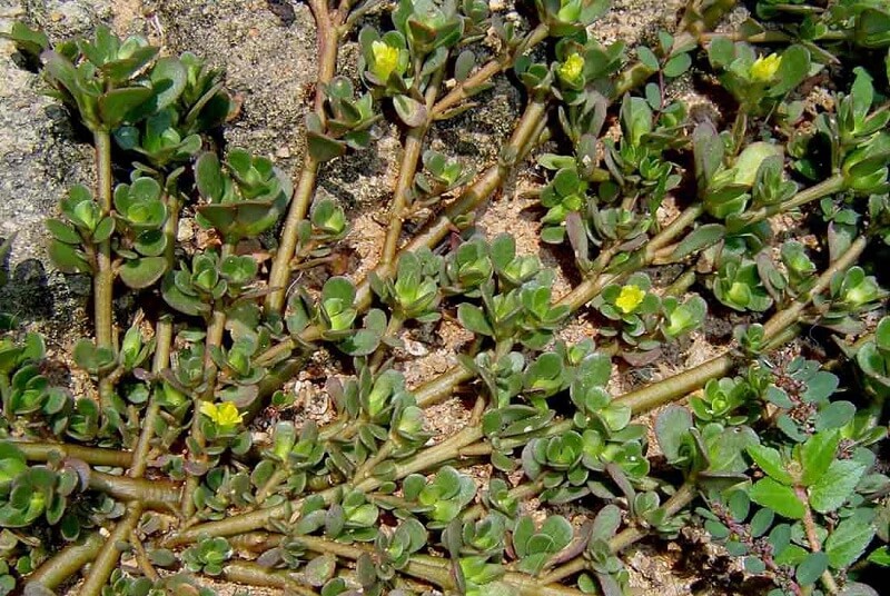 rau sam - bầu cây giống