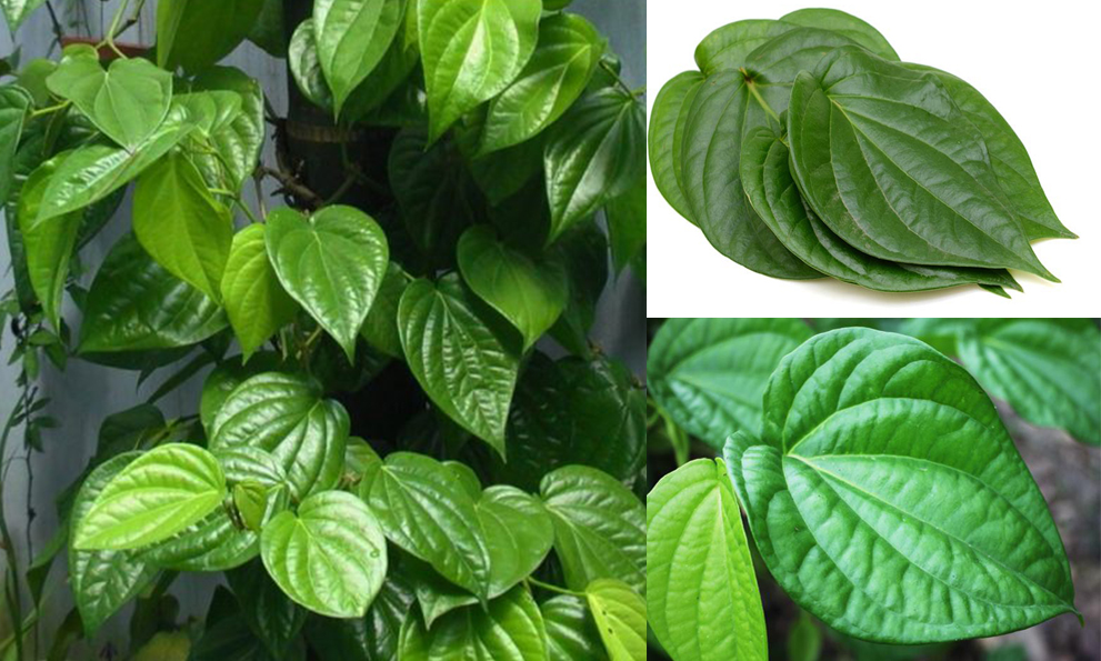 Lá trầu không tươi 500g
