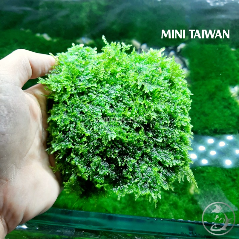 Rêu Mini Taiwan - Rêu minitaiwan Gắn Bonsai Gắn Layout thuỷ sinh bể cá cảnh