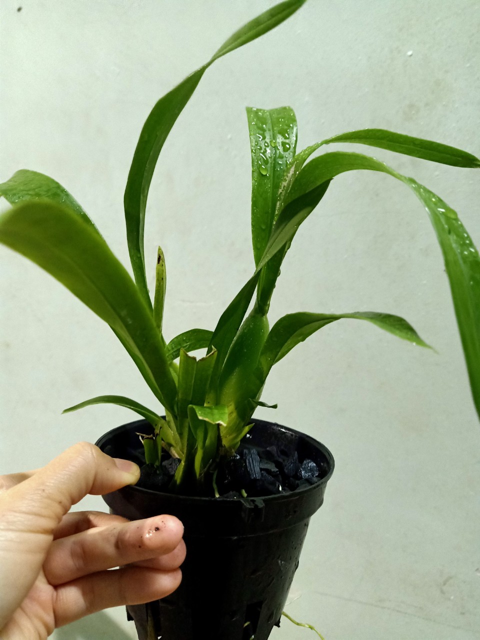 hoa lan vũ nữ lai FL