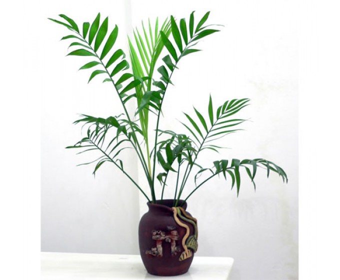 Cây cau tiểu trâm 1 thân