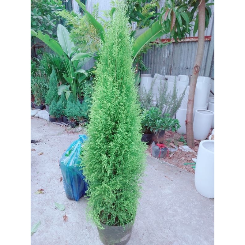 Cây Tùng Thơm Lớn Trên 1m