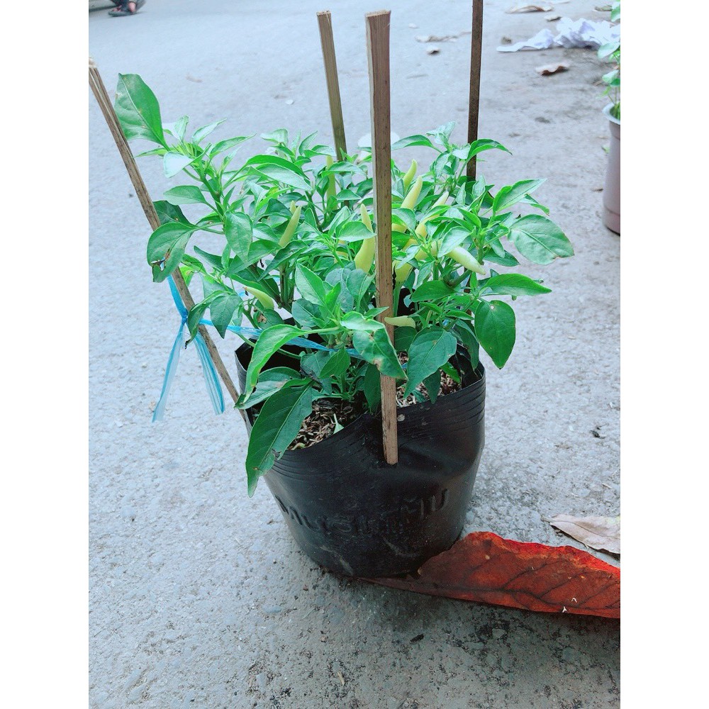 Bụi Ớt Xiêm