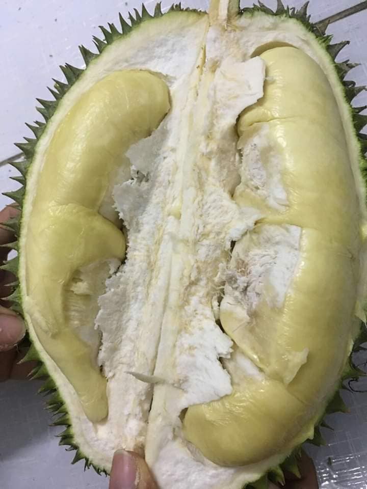 Cây giống Sầu Riêng Chuồng Bò. [ Giống ghép đầu dòng ].
