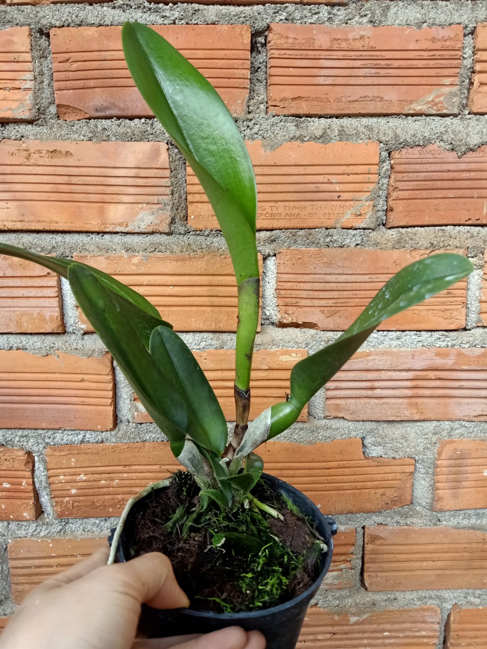 Cattleya- KIM THÁI BÌNH- chậu trưởng thành