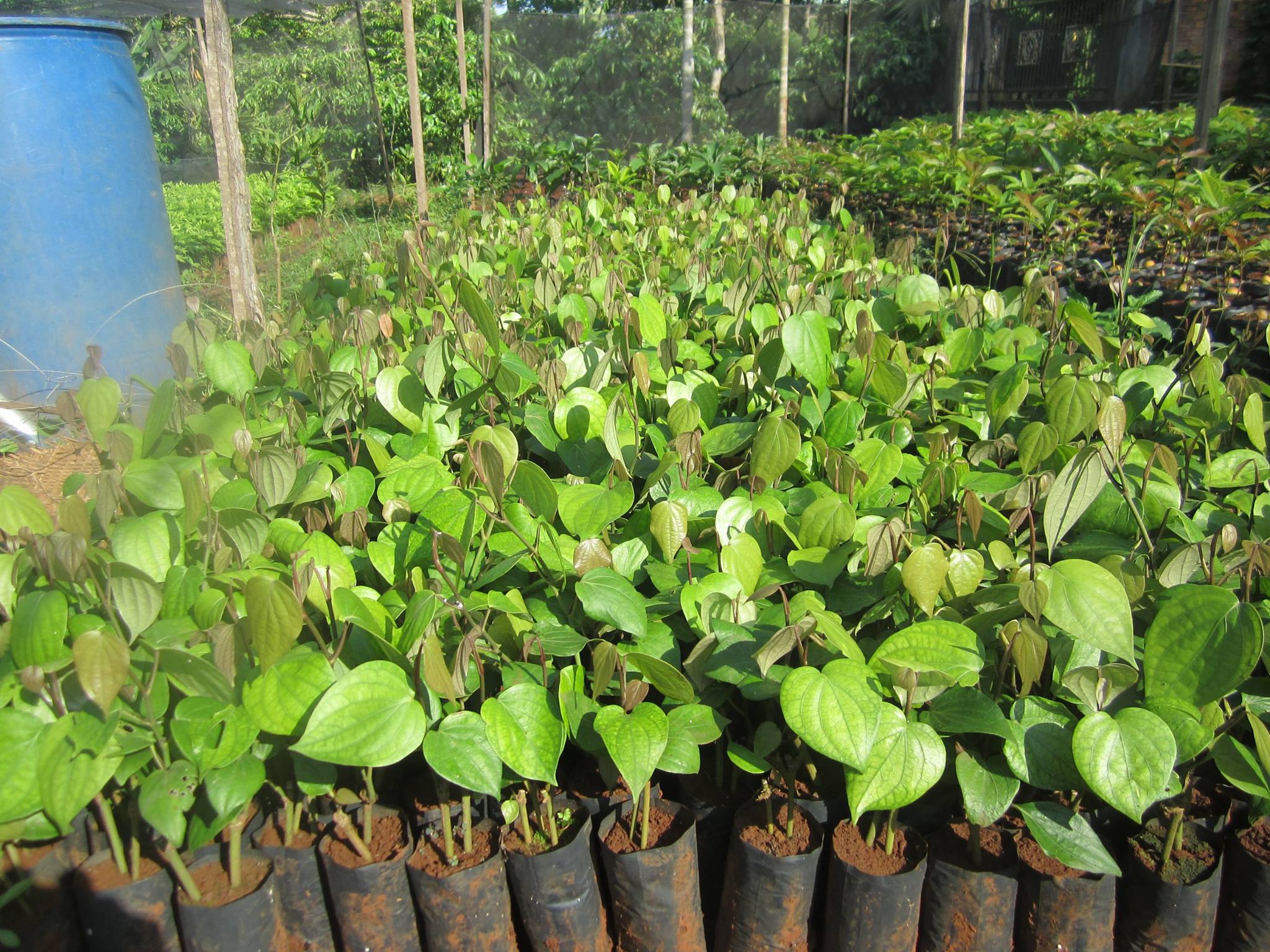 combo 5 bầu tiêu giống vĩnh linh