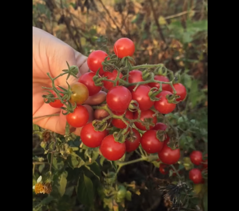 "Gói 20 "Hạt giống cà chua bi rừng ( cà chua bi dại ) [Seeds]