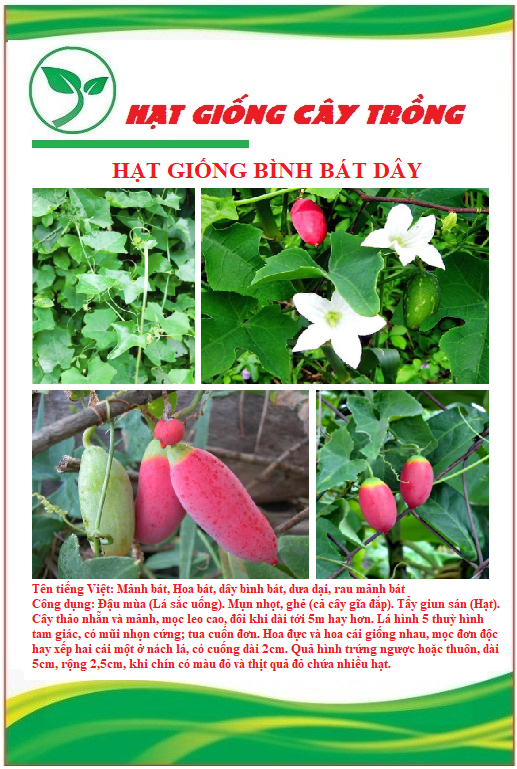 Hạt giống cây bình bát dây - gói 10 hạt
