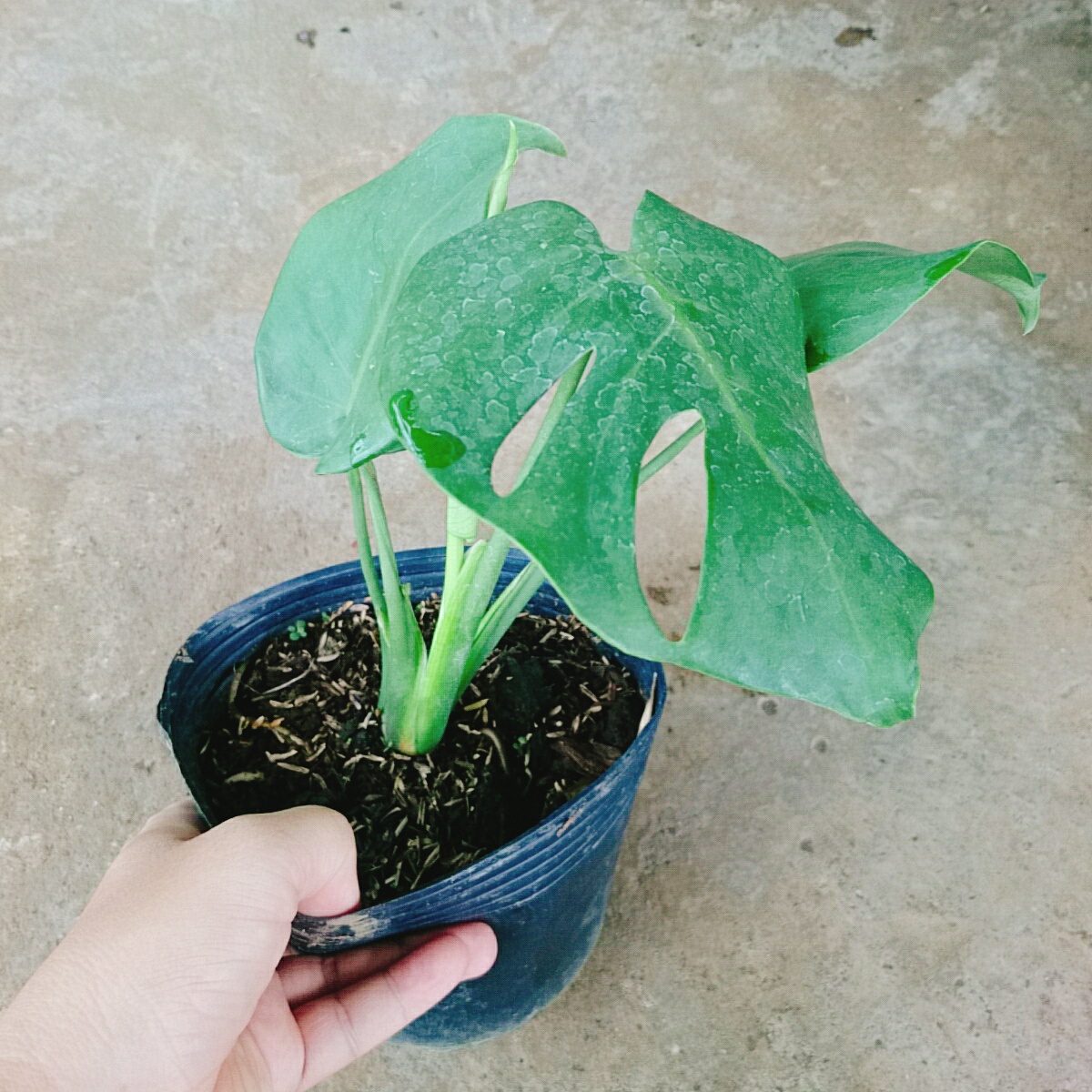 Trầu Bà Lá Xẻ - trầu bà nam mỹ