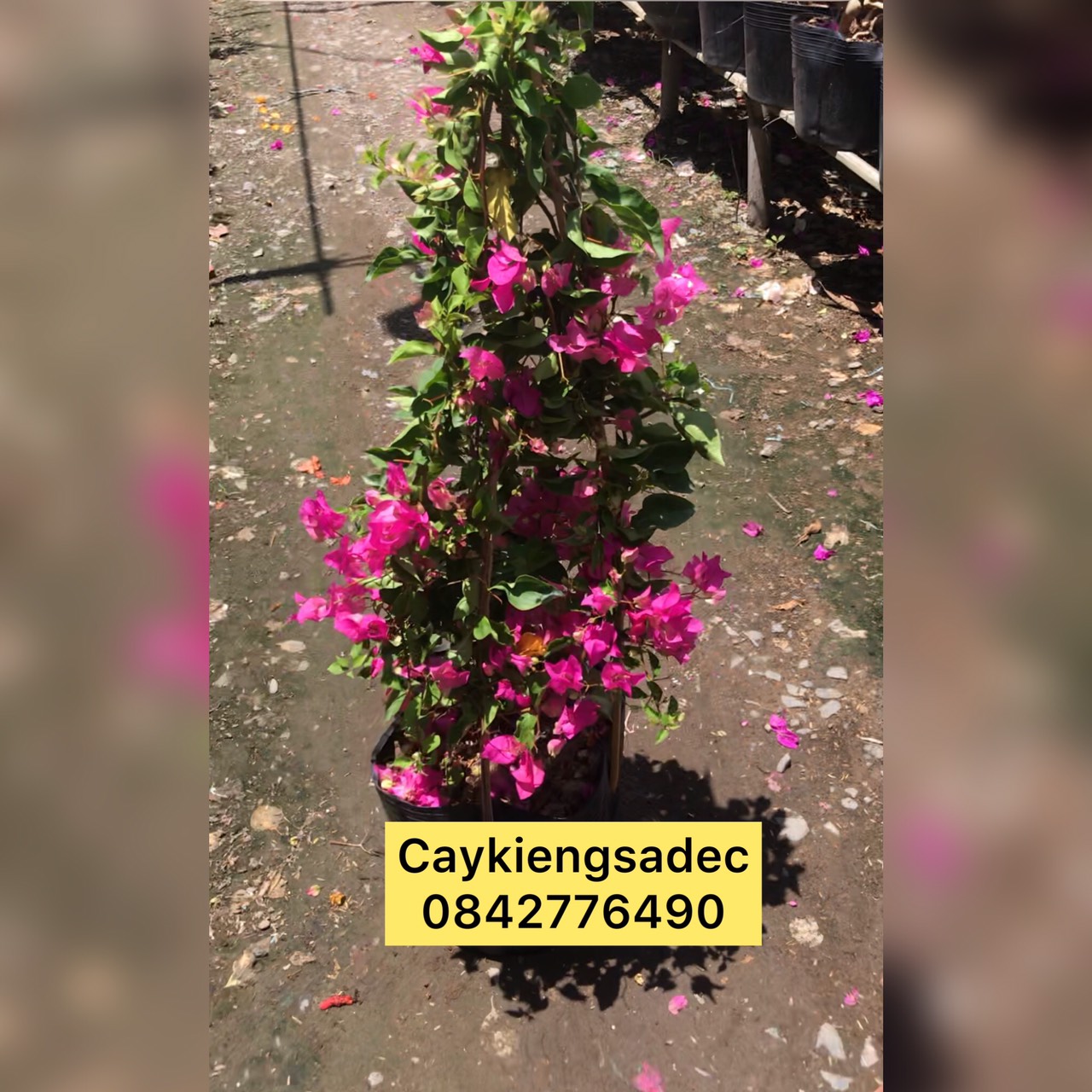 cây hoa giấy thái caykiengsadec + tặng phân bón