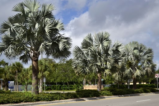 Cây giống Cọ Bạc