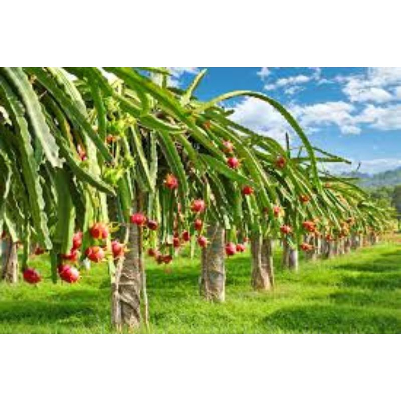 4 cây giống thanh long ruột trắng có bầu đất (tặng 1 cành ruột đỏ)