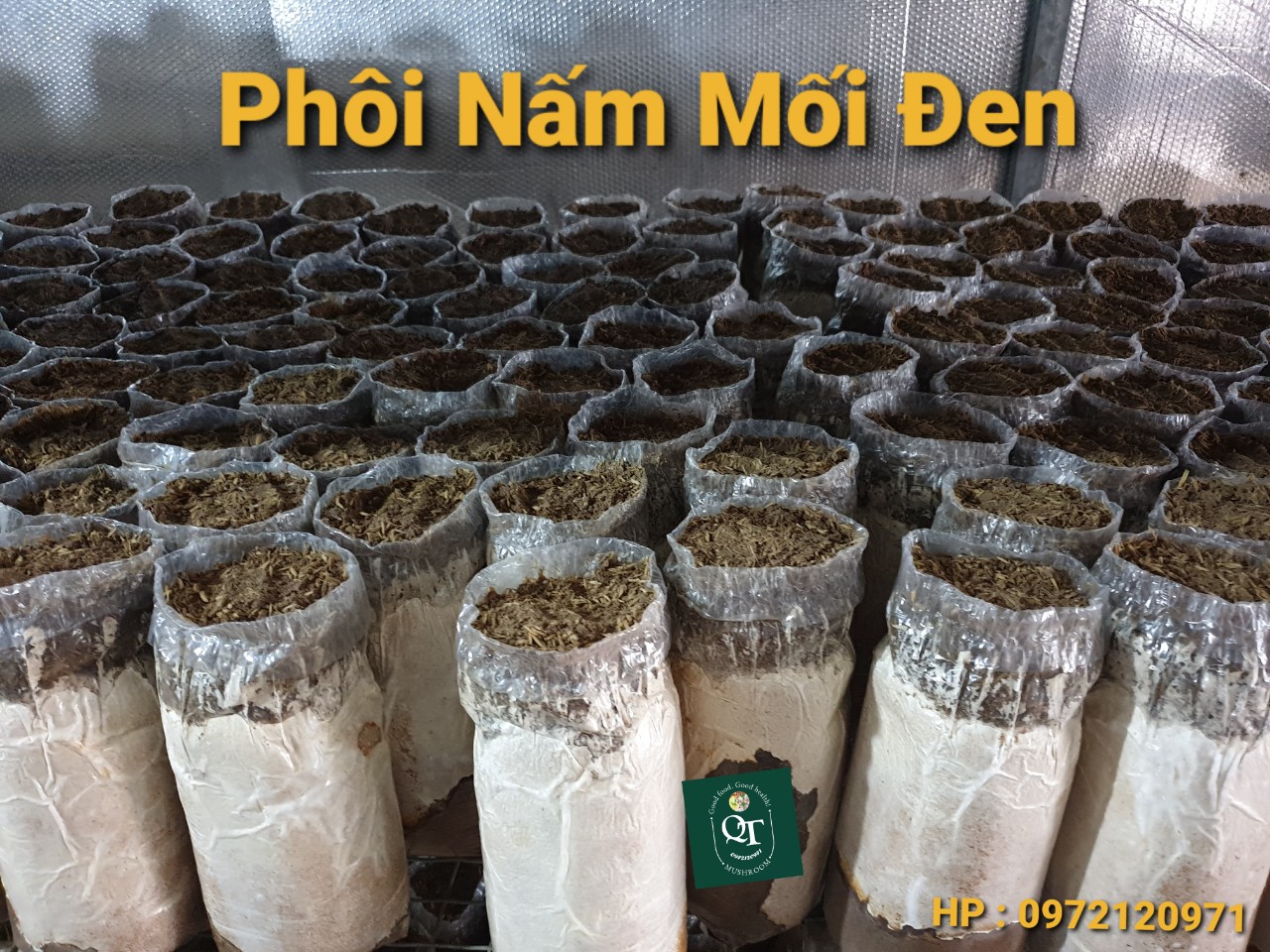 Combo: Phôi Nấm Mối Đen(01 kiện hàng 5 bịch)& Có Sơ Dừa Đủ Trồng