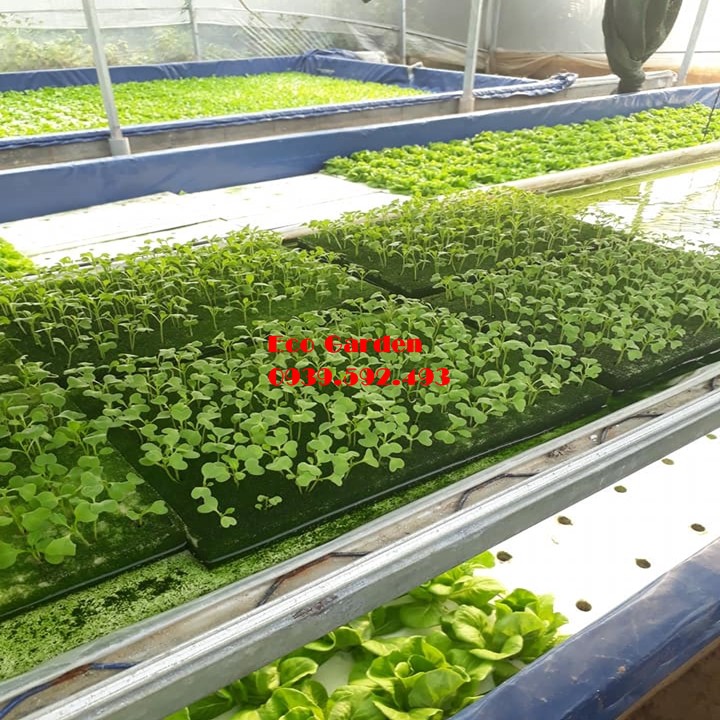 Bộ 96/480 viên Mút xốp ươm hạt, mút ươm hạt thủy canh