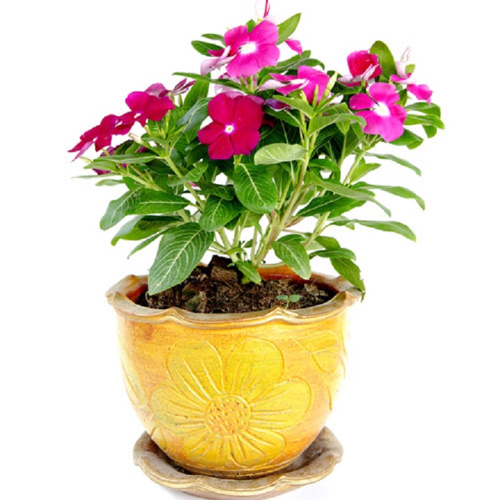 Hạt giống Hoa Dừa Cạn Lùn Đứng Trang Trí Vườn Nhà Siêu Xinh (gói 50 hạt) - Hạt giống hoa Conve Store