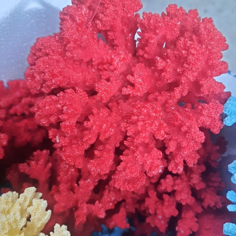 San Hô Tự Nhiên phủ acrylic