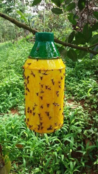 Keo xịt ruồi vàng bình 450ml