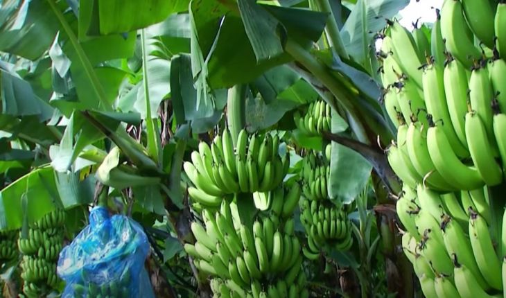 Cây giống chuối tây lùn -cây con giống tách mẹ