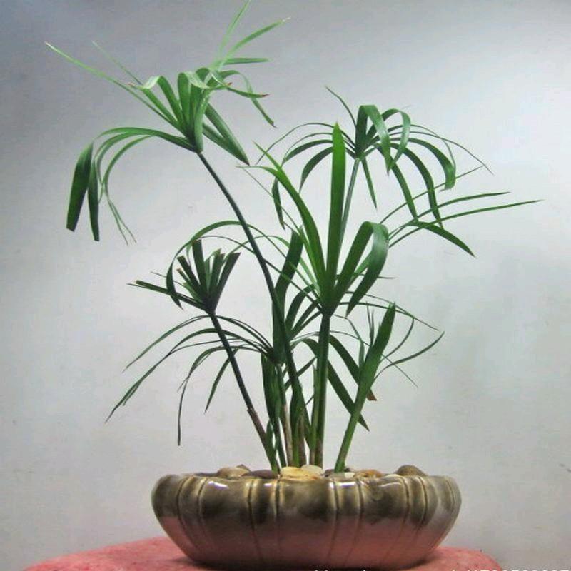 cây thủy trúc - cây trồng thủy sinh bán cạn