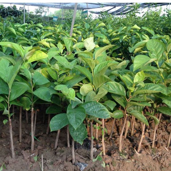 CÂY GIỐNG HỒNG GIÒN NHẬT BẢN