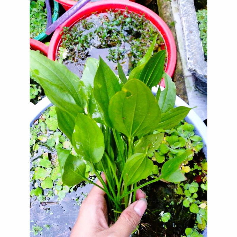 CÂY LĂNG NƯỚC- LĂNG MUỖNG  (10 cây)