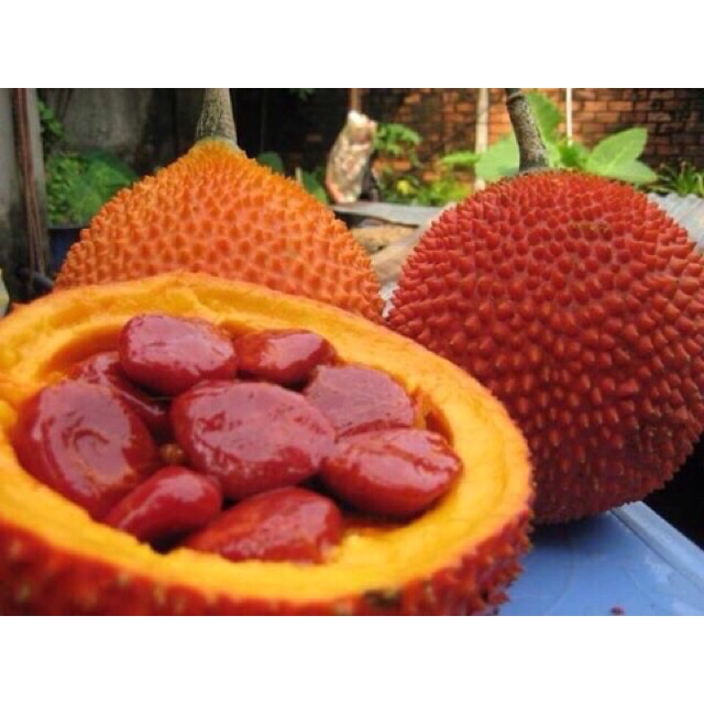 Cây giống cây Gấc nếp cao sản -cam kêt chuẩn giống f1
