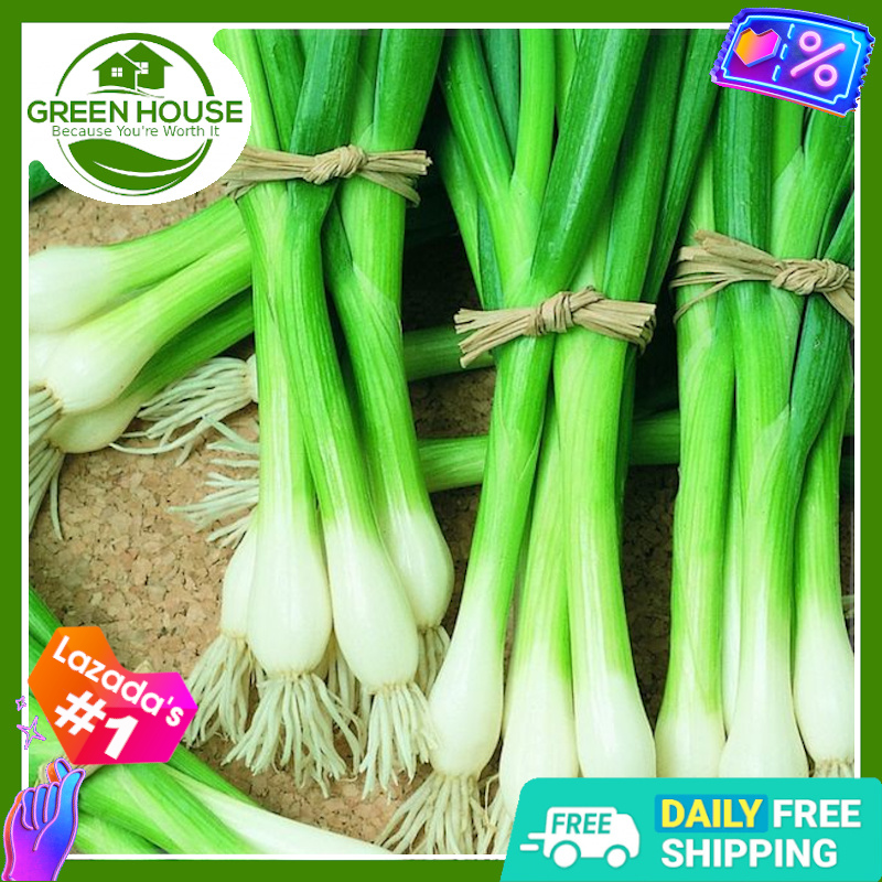 [Green House] Spring Onion Seeds for Planting Vegetable Plants (30 Seed ...