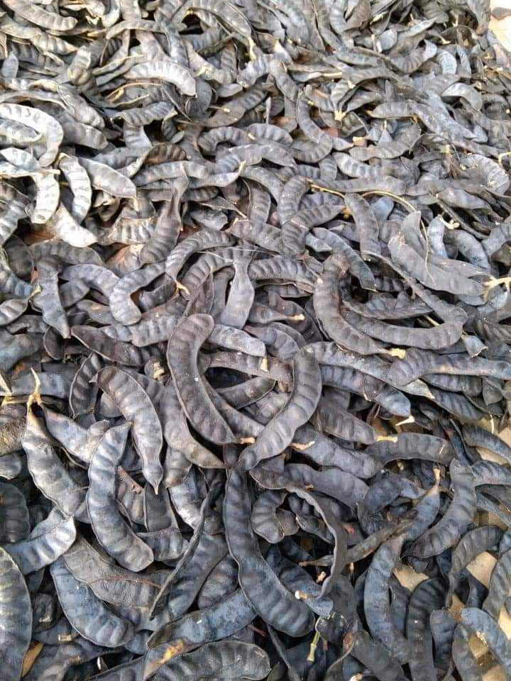 Bồ kết khô sỉ lẻ toàn quốc( 0,5 kg)