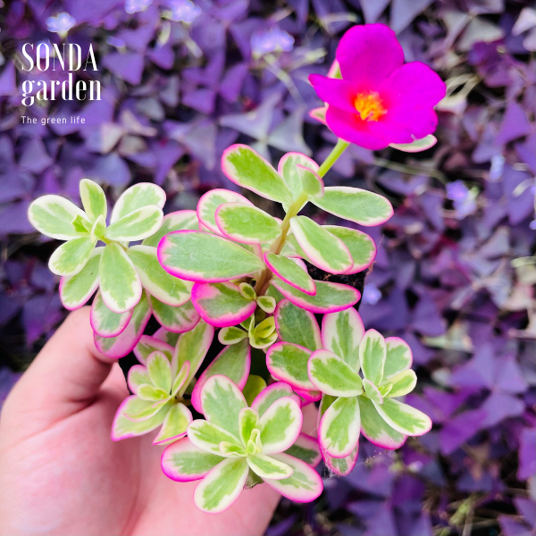 CỎ SAM HỒNG SIZE BÉ ĐÀ LẠT KHOẺ ĐẸP LỖI 1 ĐỔI 1