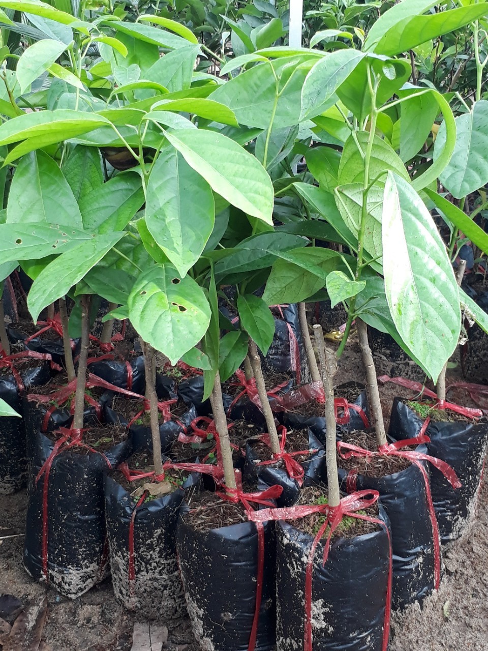 Cây dâu da xanh giống chuẩn (ảnh thật)