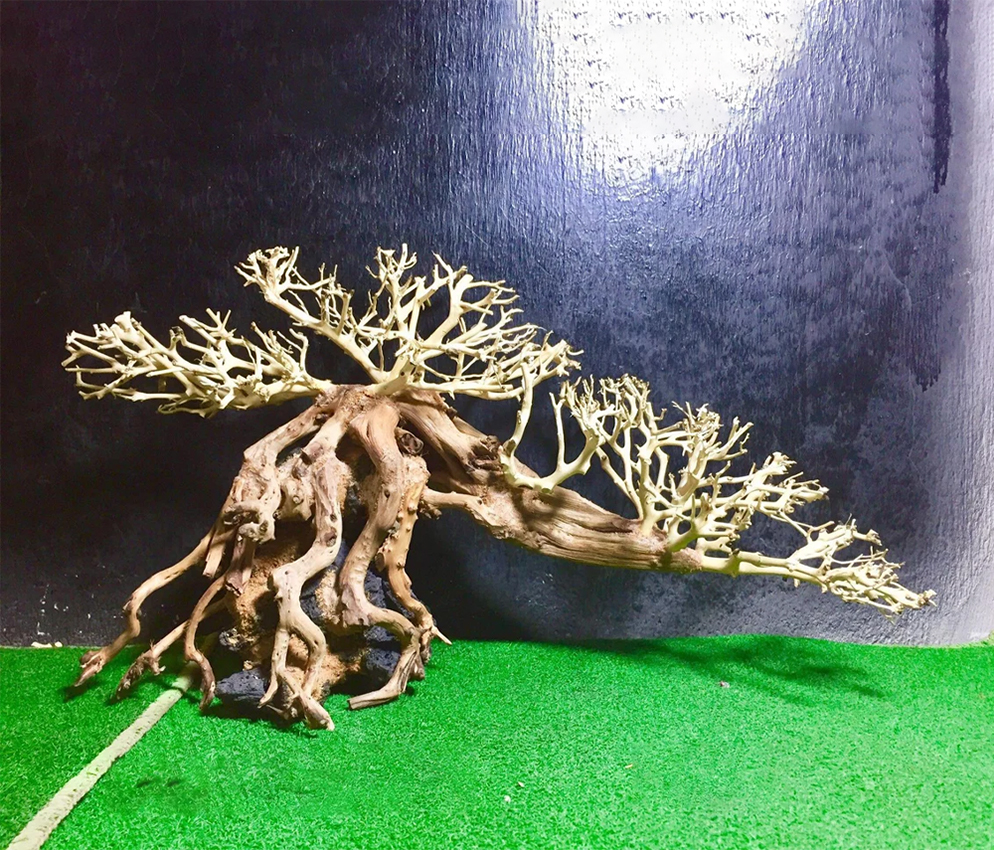 Lũa bonsai thủy sinh trang trí bể cá cây lũa hồ cá thủy sinh bonsai gỗ lũa thủy sinh