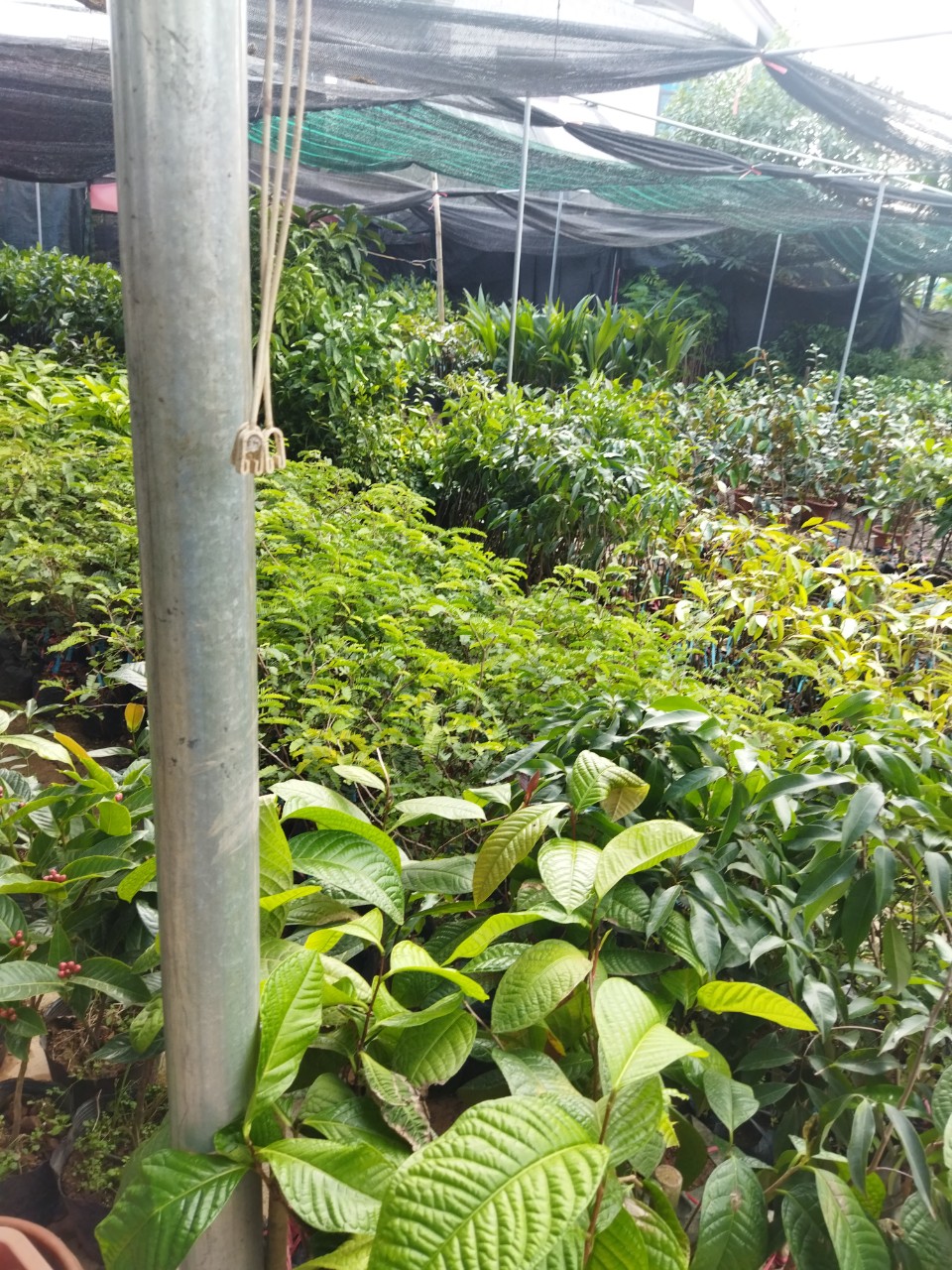 CÂY GIỐNG Cây quế LẤY VỎ SIÊU KINH TẾ