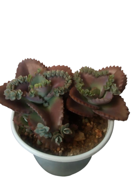[HCM]Mother of thousands- cây sống đời