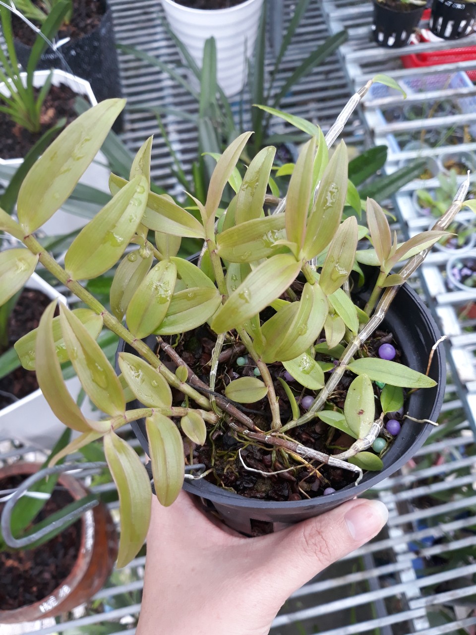 Chậu Hạc vỹ thiên cung, hàng ươm kie, kie năm hai như hình