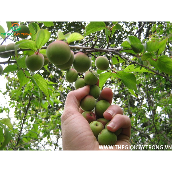 cây giống mơ chua, mơ xanh cho quả siêu sớm