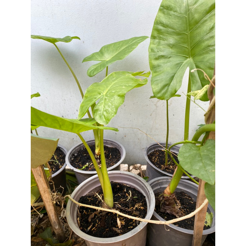 (HOẢ TỐC) CÂY RÁY VOI XANH (cao 30 - 50cm) - 1 cây
