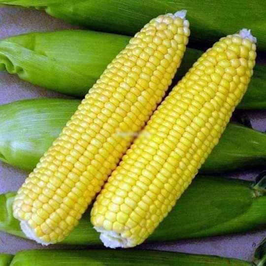 Hạt giống Bắp vàng Siêu ngọt (bắp ngọt vang mỹ ) Nova - gói 50gram